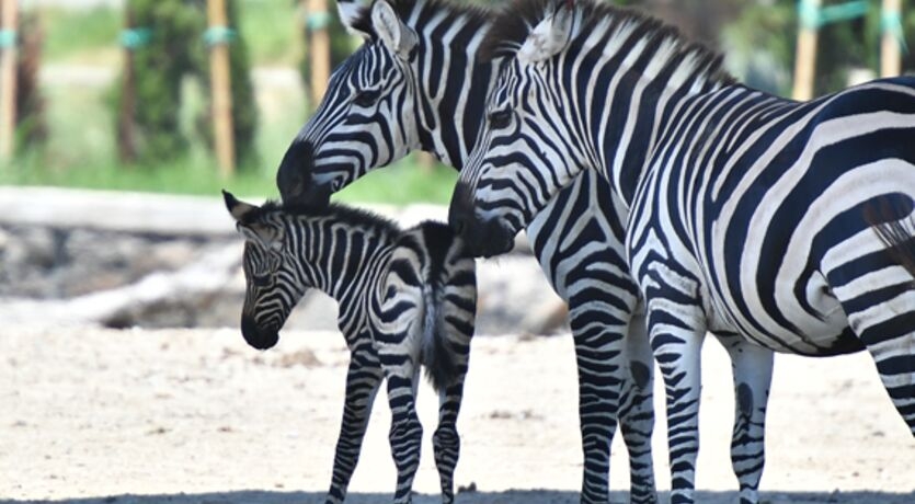İzmir Sasalı Doğal Yaşam Parkı - Hiltown AVM - İzmir Teleferik