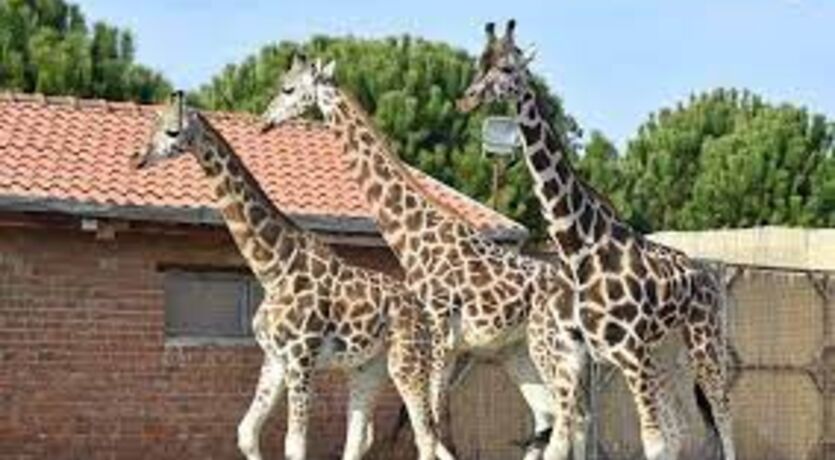 İzmir Sasalı Doğal Yaşam Parkı - Hiltown AVM - İzmir Teleferik