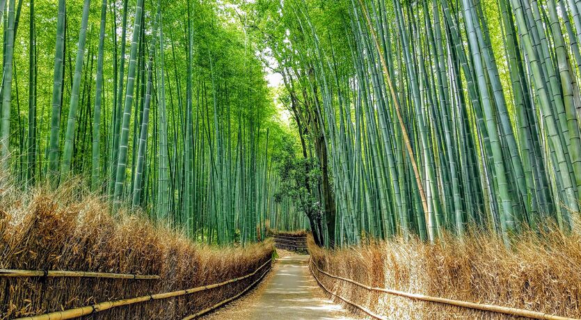 Japonya 